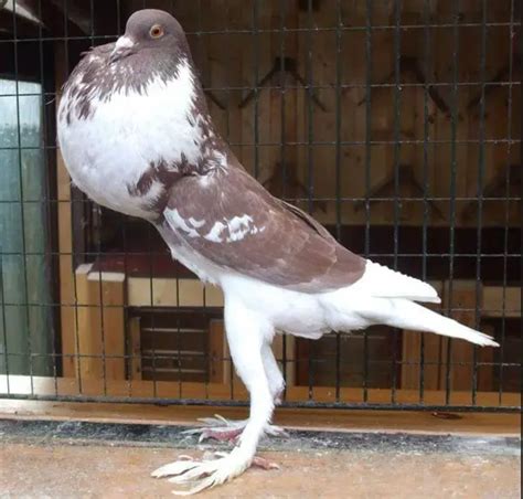 English Pouter Pigeon Breed Profile Pictures Amp Facts Pouter Pigeon - Pouter Pigeon