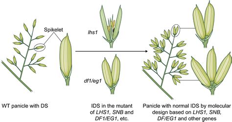 Enhancing Rice Panicle Branching And Grain Yield Through Science Trait - Science Trait