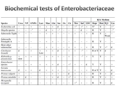 Read Online Enterobacteriaceae Flow Chart 