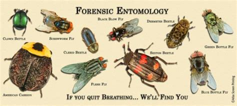 Read Entomology Science Olympiad Study Guide 