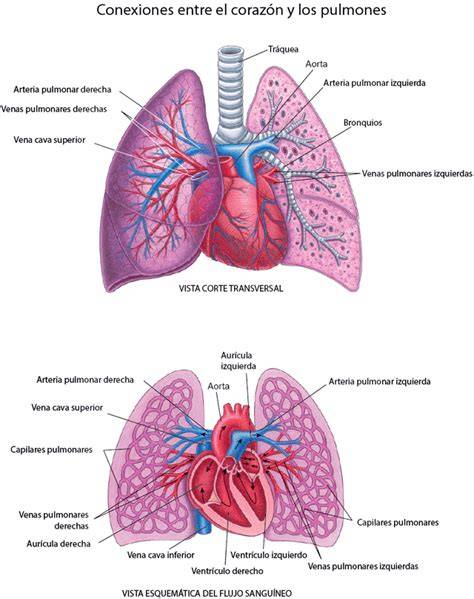 entre el corazon y la razon between nº 3