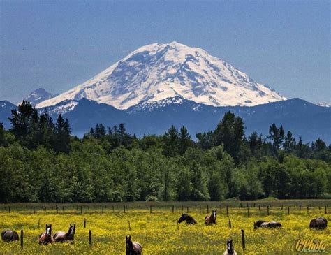 enumclaw washington