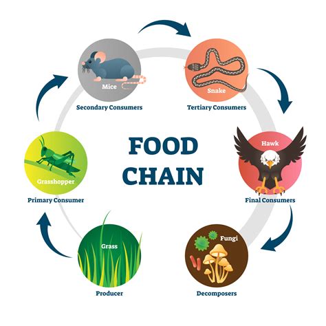 Environment The Food Chain Article Onestopenglish Food Chain Activities And Lesson Plans - Food Chain Activities And Lesson Plans