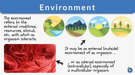 environmental definition example