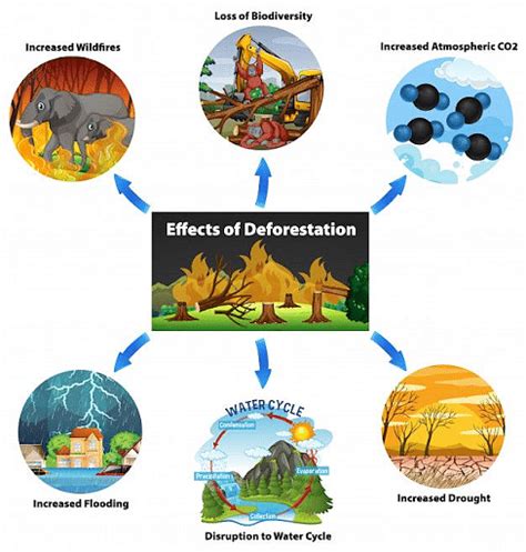 environmental impacts of deforestation pdf