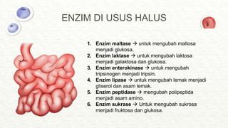 Enzim Pada Usus Halus