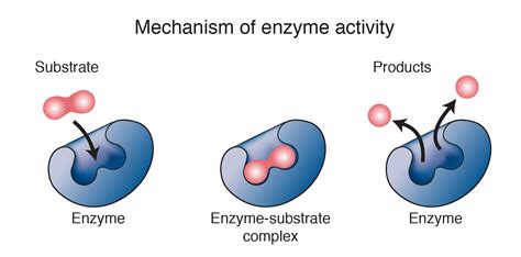 enzyme | Enzyme l g Tc dng ca enzyme