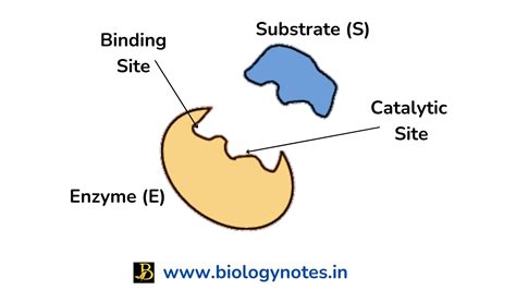 Enzyme Active Site