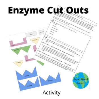 Enzyme Cut Out Activity Answer Key