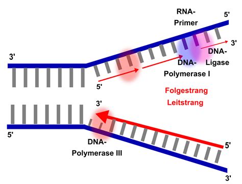 enzyme der dna replikation