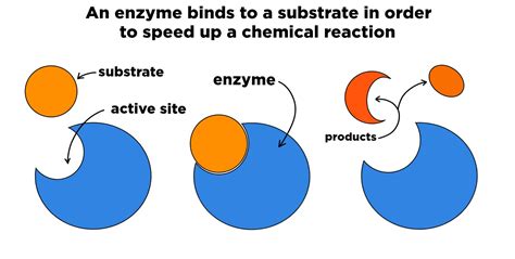 Enzyme Lab Chemical Reactions And Enzymes Worksheet - Chemical Reactions And Enzymes Worksheet
