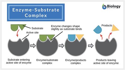 Enzyme Substrate Enzyme Substrate Complex