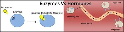 Enzyme Vs Hormone