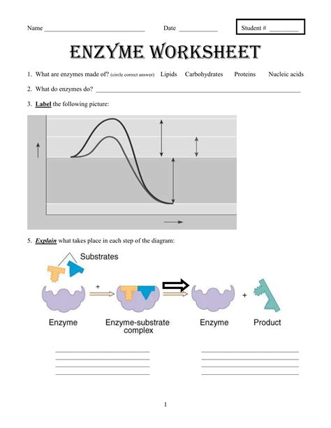 Enzyme Worksheets Free Protein Lesson Plans Biology 20 Enzymes Worksheet Answers - Biology 20 Enzymes Worksheet Answers