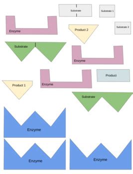 Read Enzyme Cut Out Activity Answers Key 
