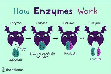 Enzymes Function