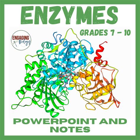 Enzymes Powerpoint And Student Notes Made By Teachers Biology 20 Enzymes Worksheet Answers - Biology 20 Enzymes Worksheet Answers