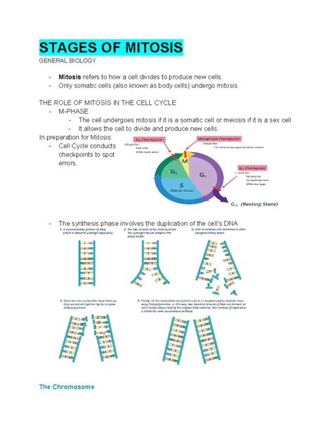 eoc study guide mitosis and meiosis