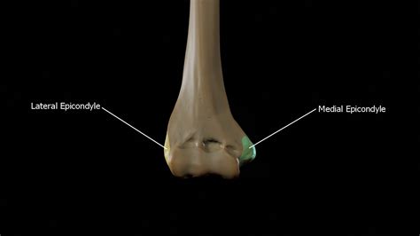 Epicondyle Of Humerus