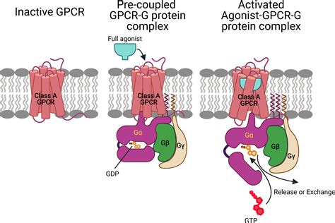 Epinerphienw Which Gpcr