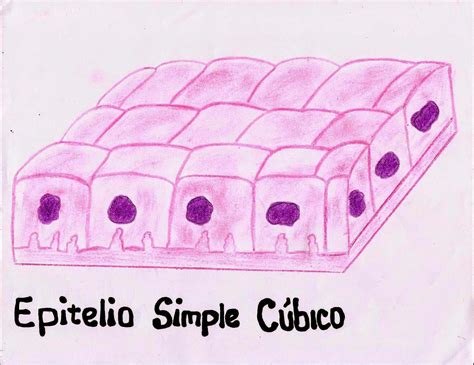 Epitelio Cubico Simple