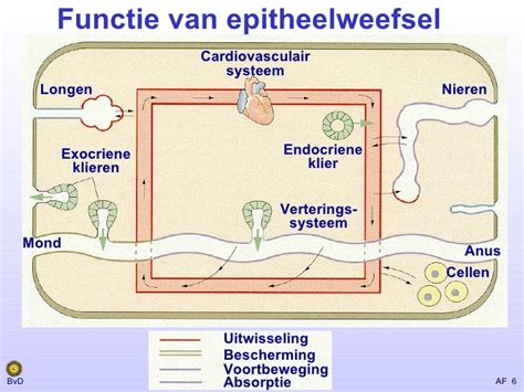 epitheel functie