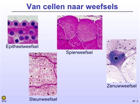 epitheelweefsel uitleg