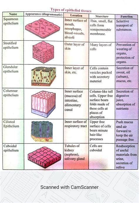 Read Epithelial Tissue Study Guide 