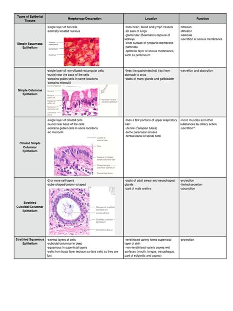 Read Epithelial Tissue Study Guide 