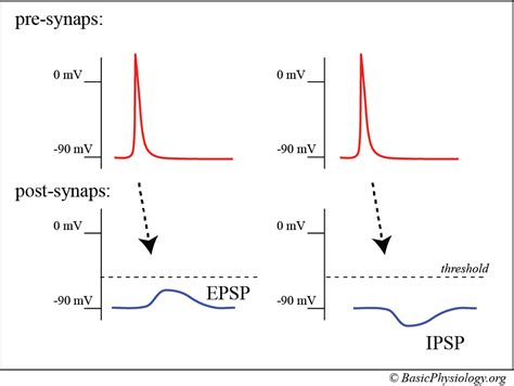 Epsp Vs Ipsp