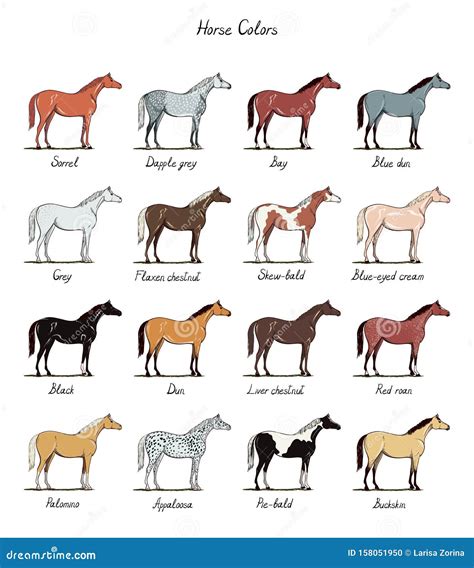 equine color