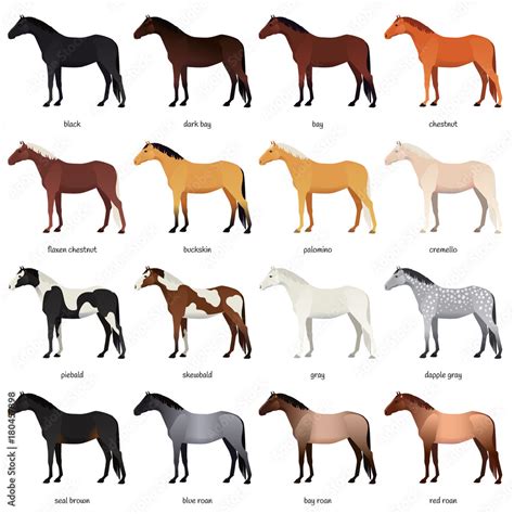 equine colors