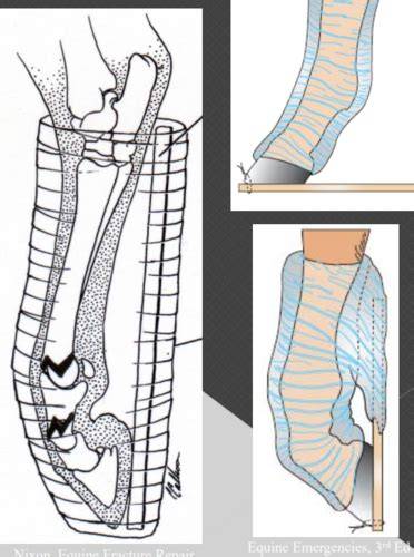 equine fracture repair