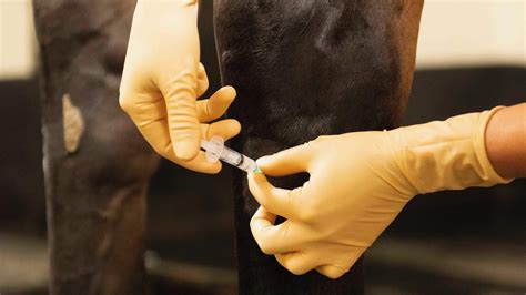 Equine Joint Injections Guide