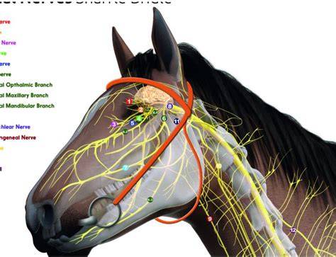 equine neurology