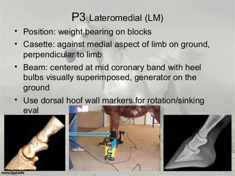 Equine Radiographic Positioning Guide