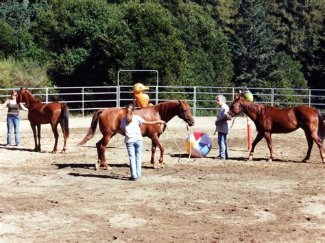 Equine Research Foundation Horse Behavior Horse Training And Horse Science - Horse Science