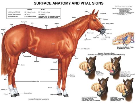 Equine Science Cengageasia Com Horse Science - Horse Science