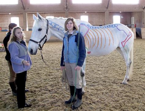 Equine Science Overview Careerexplorer Horse Science - Horse Science