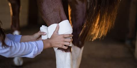 Read Equine Wound Management 