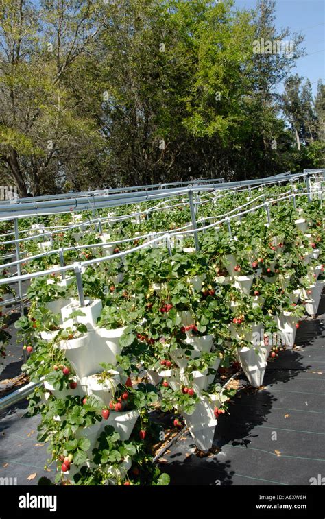 erdbeere florida biography