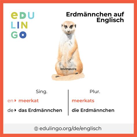 erdmaennchen englisch