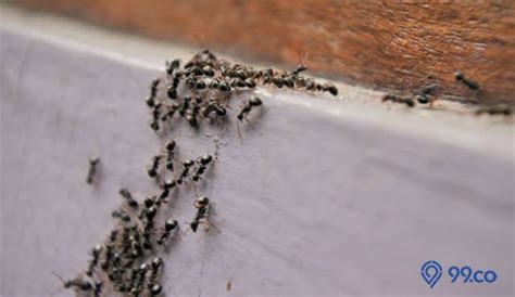 erek erek banyak semut hitam di rumah