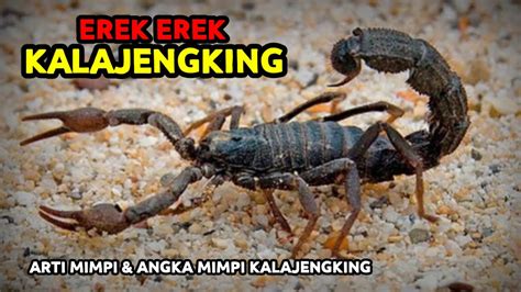 EREK EREK KALAJENGKING 4D：Erek Erek Mimpi melihat anak berjalan 2D 3D 4D + Tafsir Mimpi