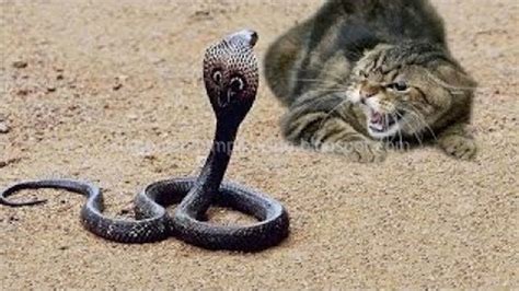 erek erek kucing berkelahi dengan ular