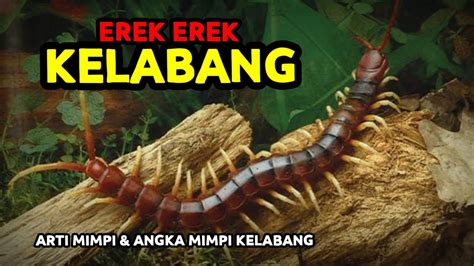 EREK KELABANG 🛫 Erek Erek Kelabang 2D 3D 4D Lengkap Dengan Kode Alam Dan