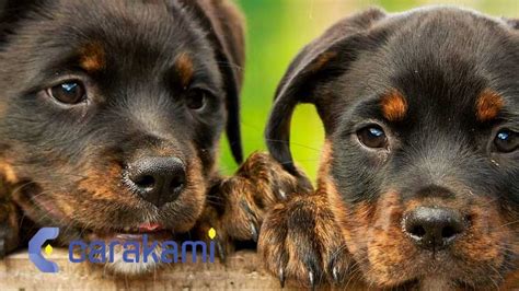 Arti Tersembunyi Dibalik Anjing Menggonggong: Erek Erek Anjing Terlengkap