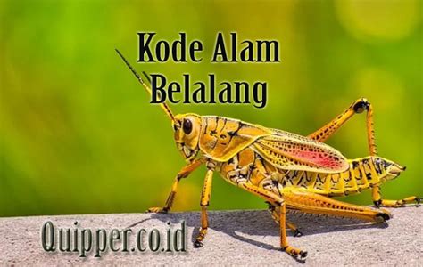 EREK EREK BELALANG - Erek Erek Belalang 2D 3D 4D Menurut Buku Mimpi dan Kode Alam