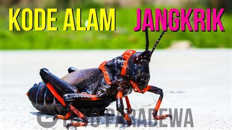 Kode Alam Erek Erek Jangkrik 2D 3D 4D: Tafsir Mimpi & Angka Pelarian