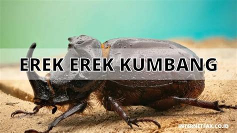 EREK EREK KUMBANG - EREK EREK KUMBANG 2D 3D 4D & ARTI MIMPI